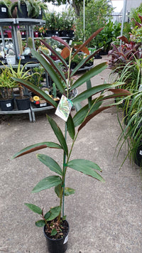 Native Ginger Red Form