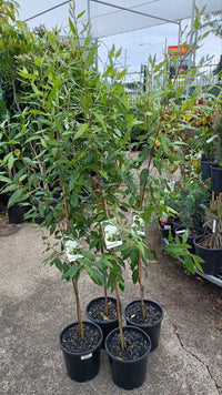 Lemon Myrtle (Backhousia citriodora) Large