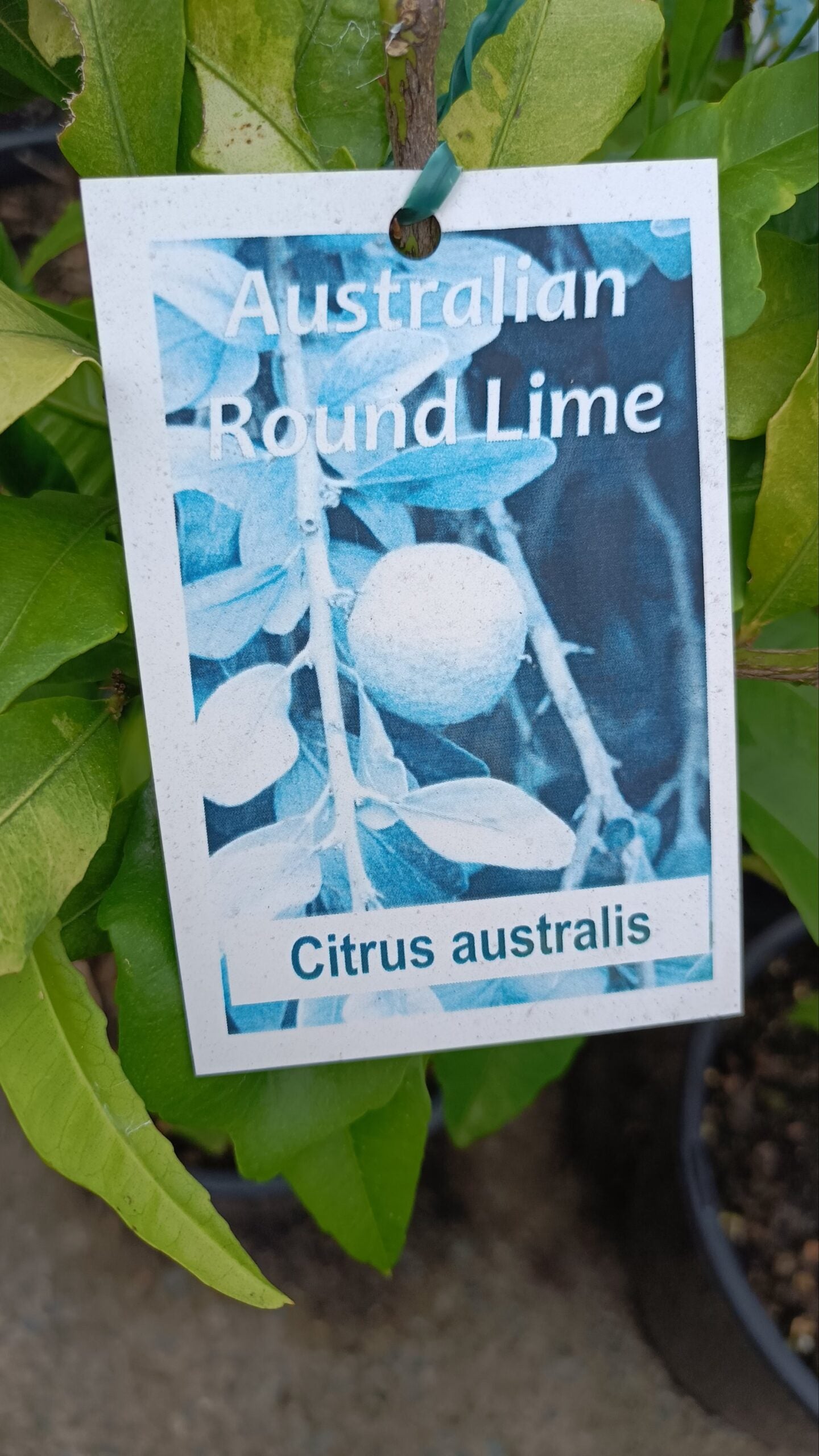 Round Lime Native Citrus