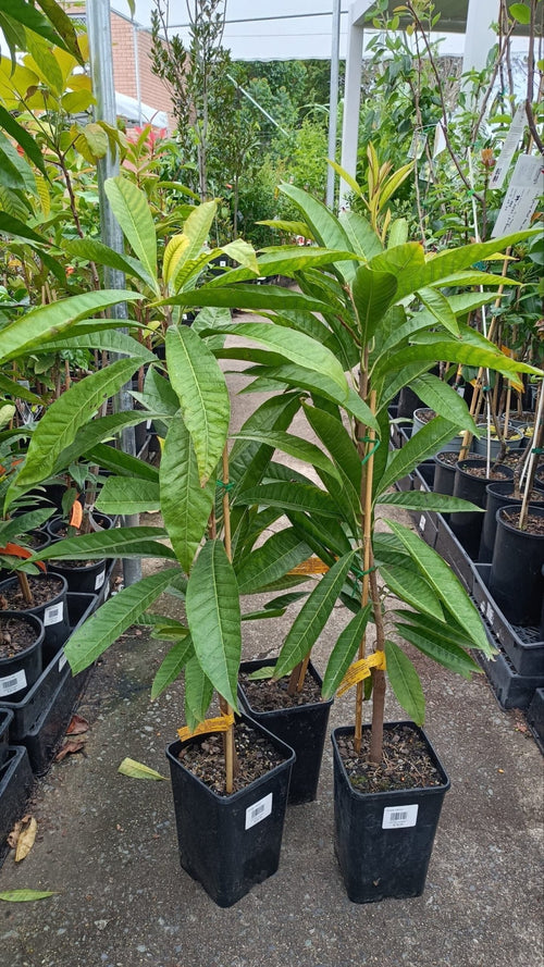 Grafted Canistel Aurea - Ladybird Nursery