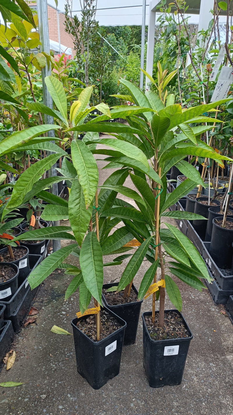 Grafted Canistel Aurea