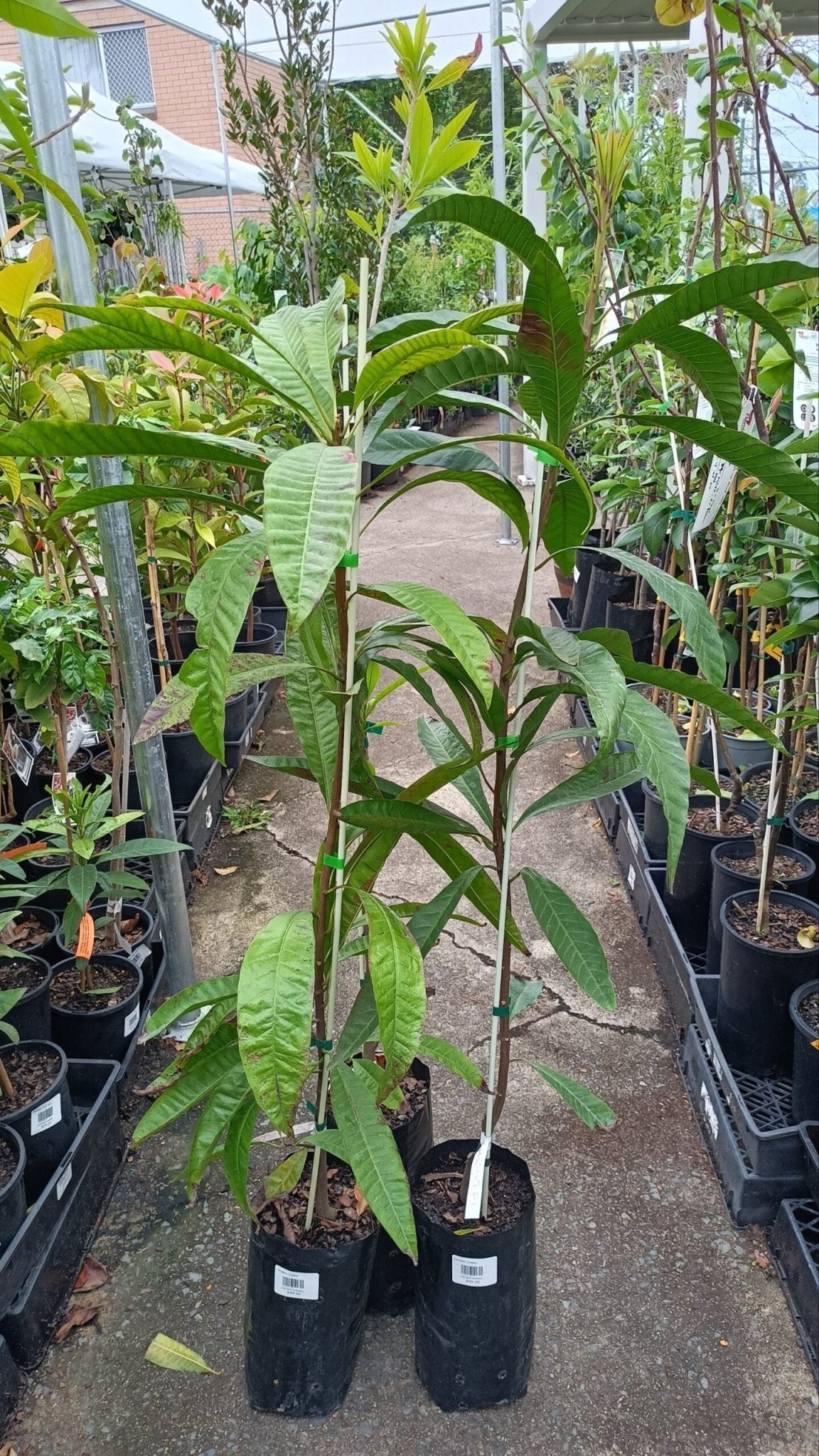 Canistel Grafted - Ladybird Nursery