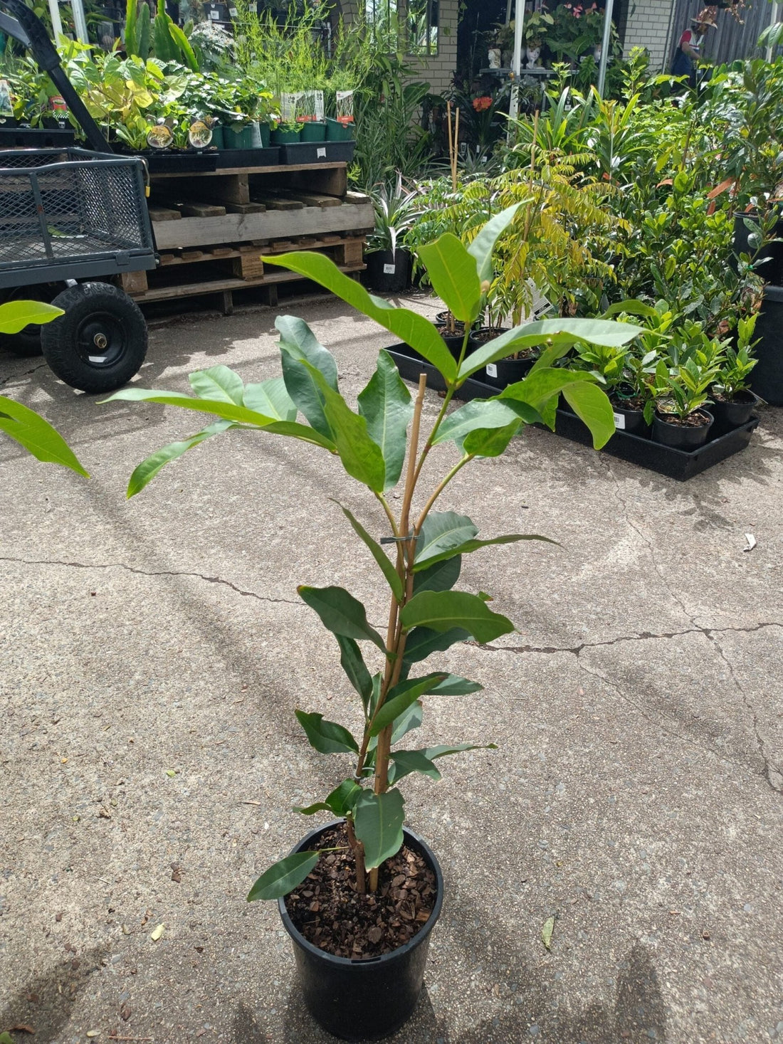 Wax Jambu Purple - Ladybird Nursery