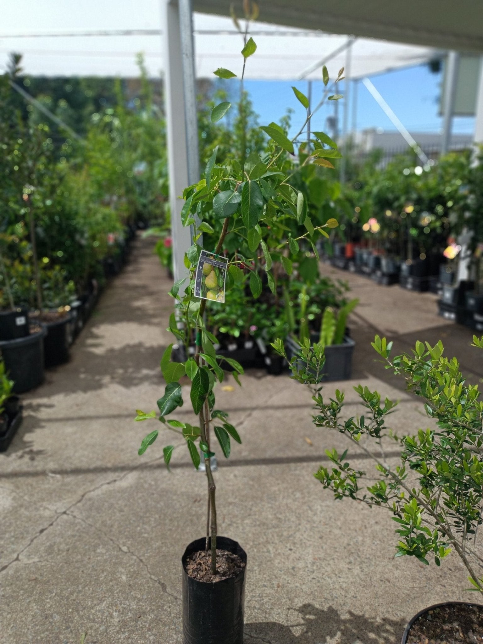 Pear Packham Low Chill Self Pollinating - Ladybird Nursery