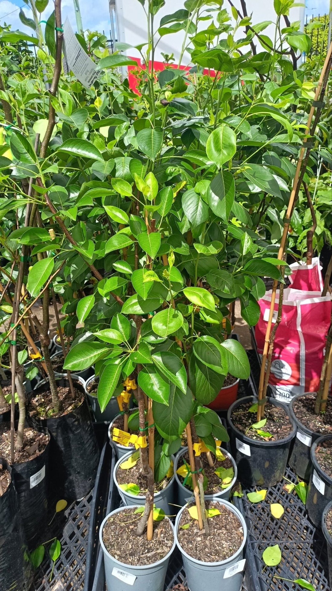 Hood Pear - Ladybird Nursery