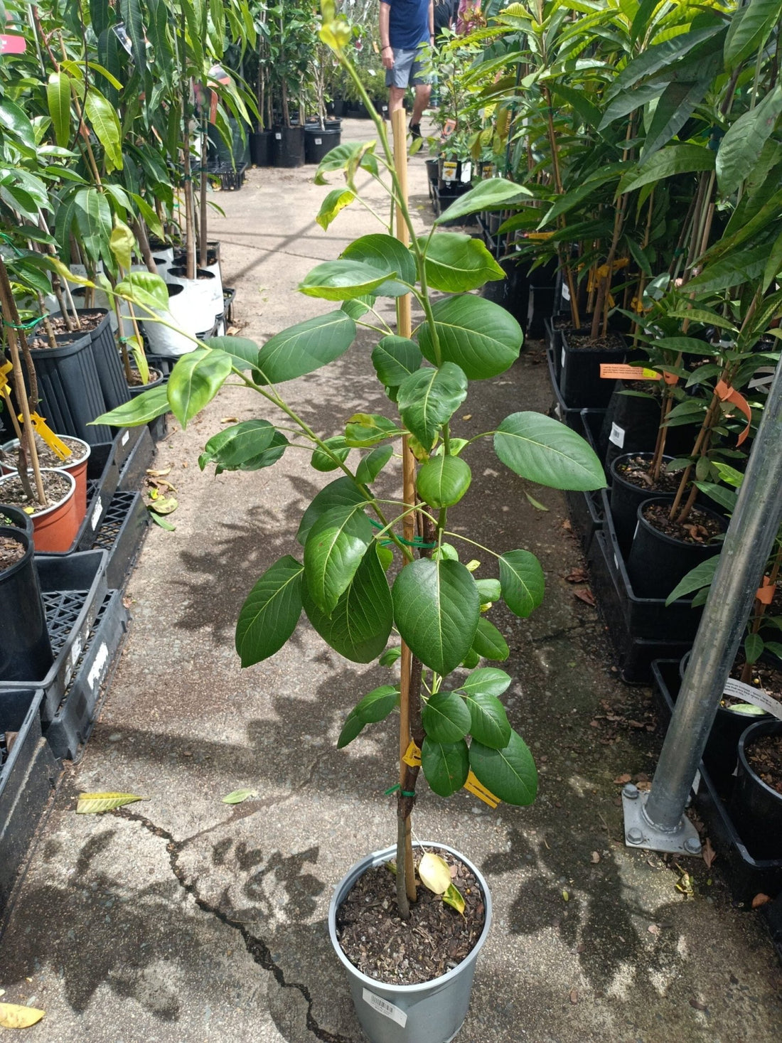 Hood Pear - Ladybird Nursery