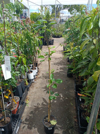 Grafted Nashi Pear (Bonza)