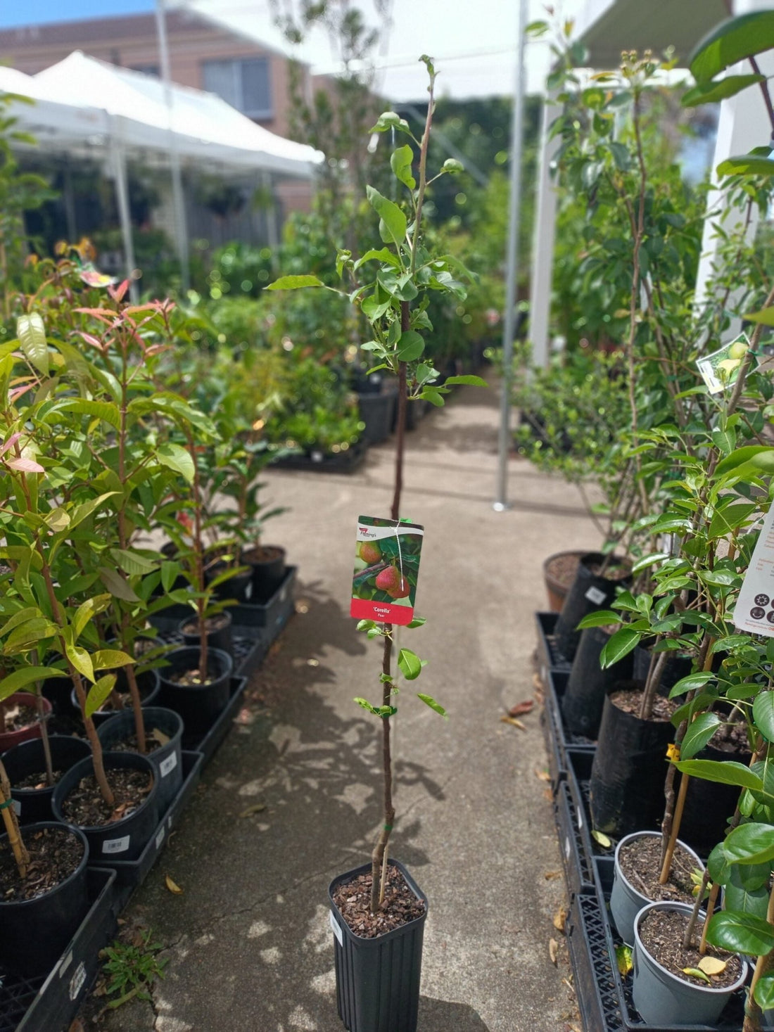 Standard Corella Pear - Ladybird Nursery