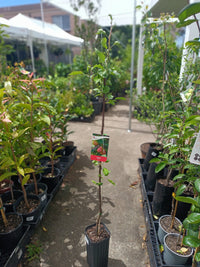 Standard Corella Pear