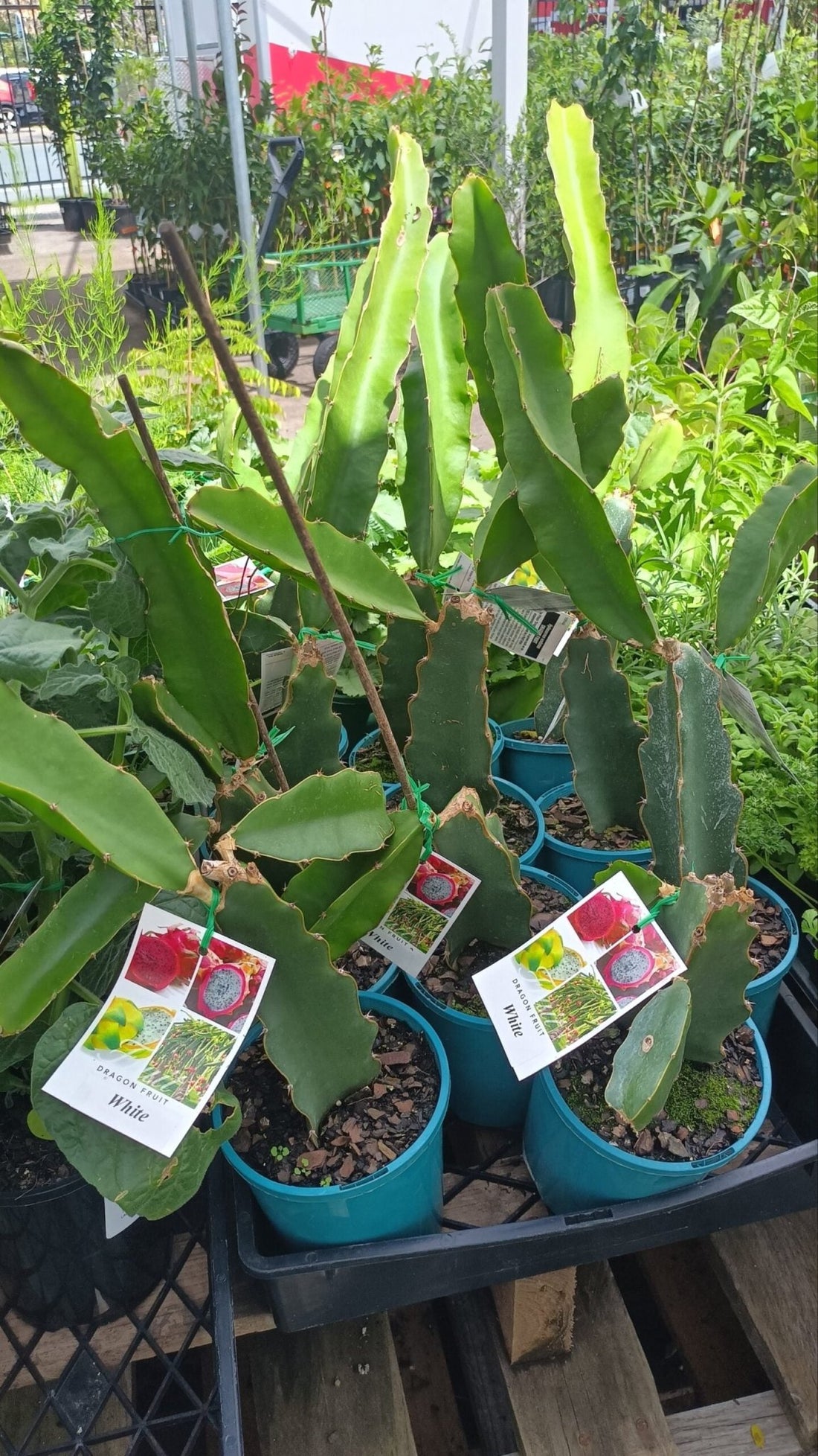 Dragon fruit White 200mm Pot - Ladybird Nursery