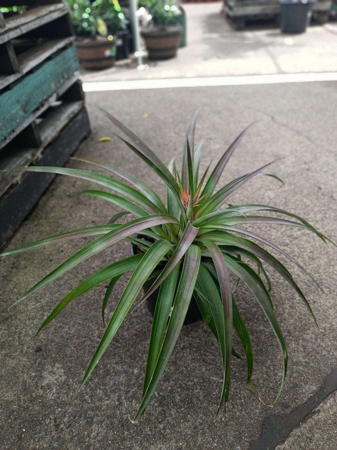 Anna's Sweet Treat Dwarf Pineapple - Ladybird Nursery