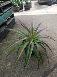 Anna's Sweet Treat Dwarf Pineapple