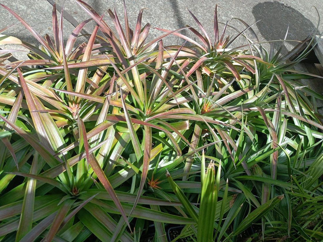 Anna's Sweet Treat Dwarf Pineapple - Ladybird Nursery