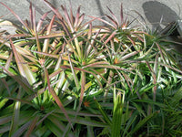 Anna's Sweet Treat Dwarf Pineapple