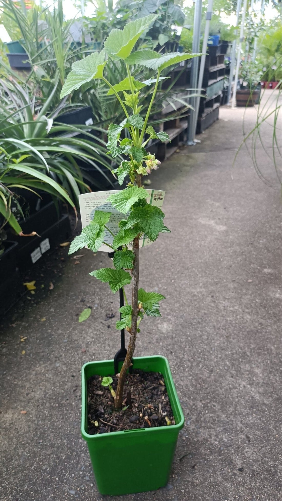 Black Currant - Ladybird Nursery