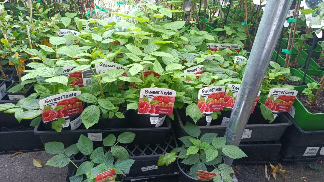 Raspberry 'Heritage' - Ladybird Nursery