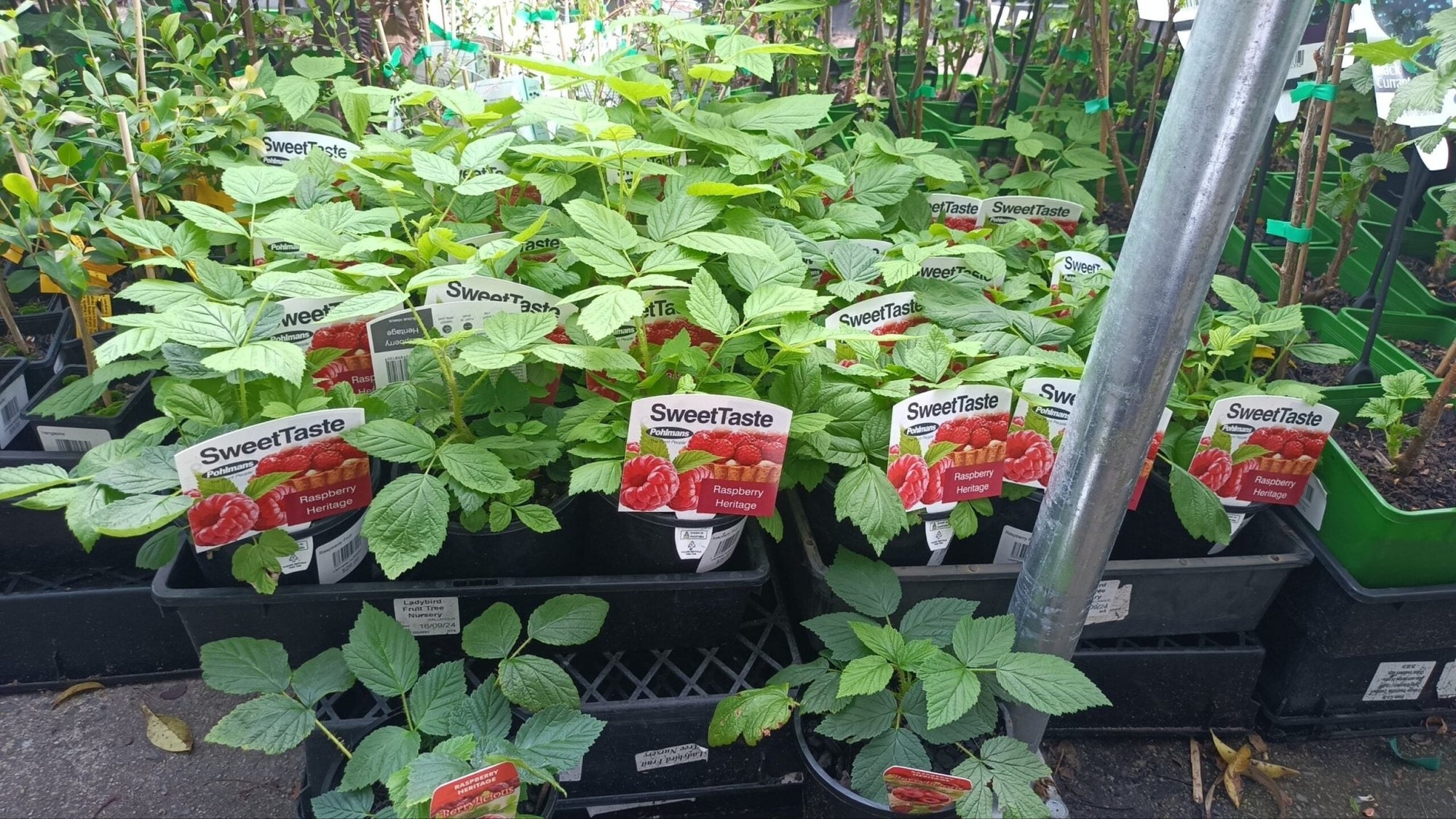 Raspberry 'Heritage' - Ladybird Nursery