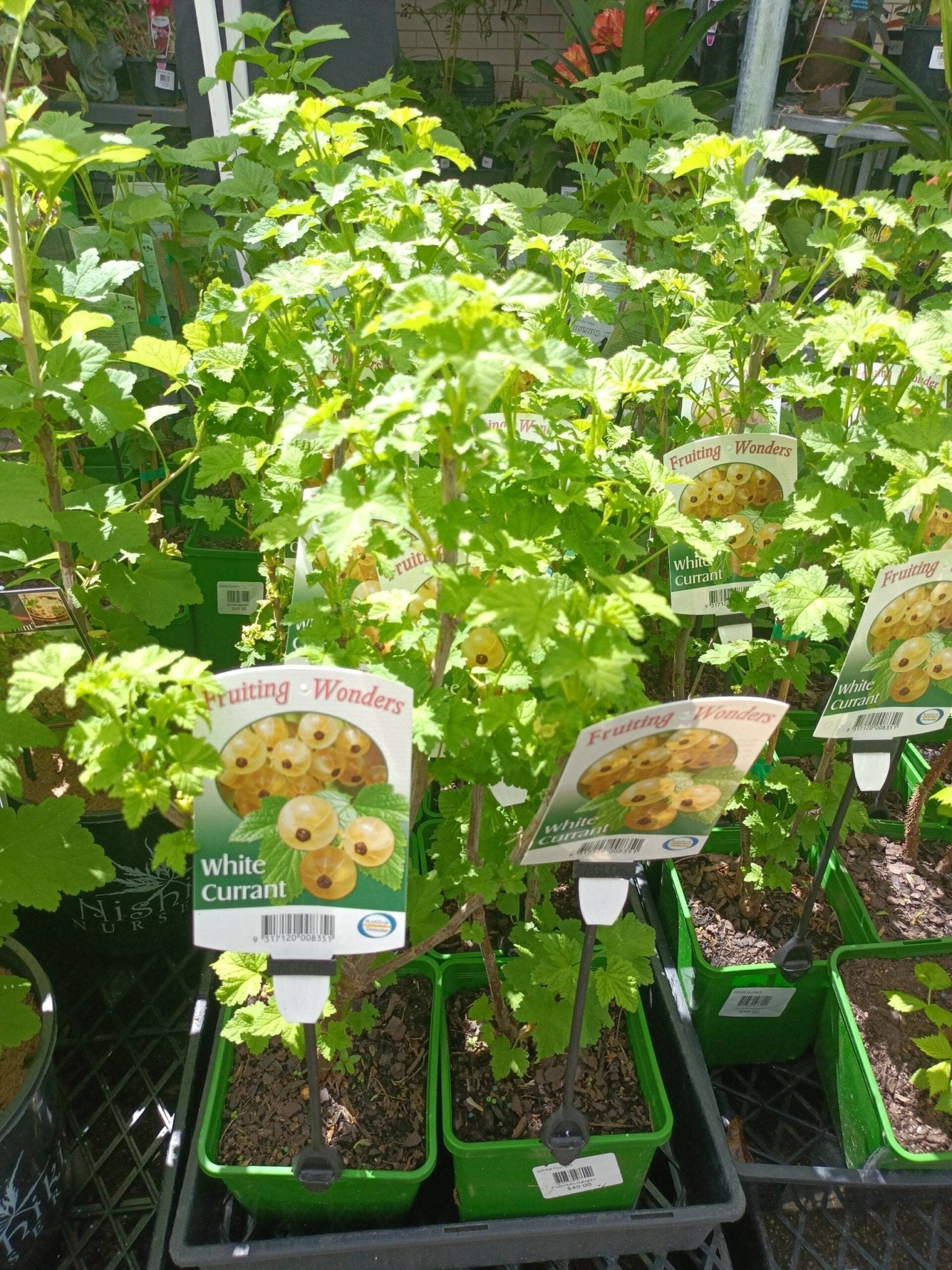 White currant Fruit Tree (ribes rubrum) - Ladybird Nursery