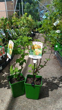 White currant Fruit Tree (ribes rubrum)