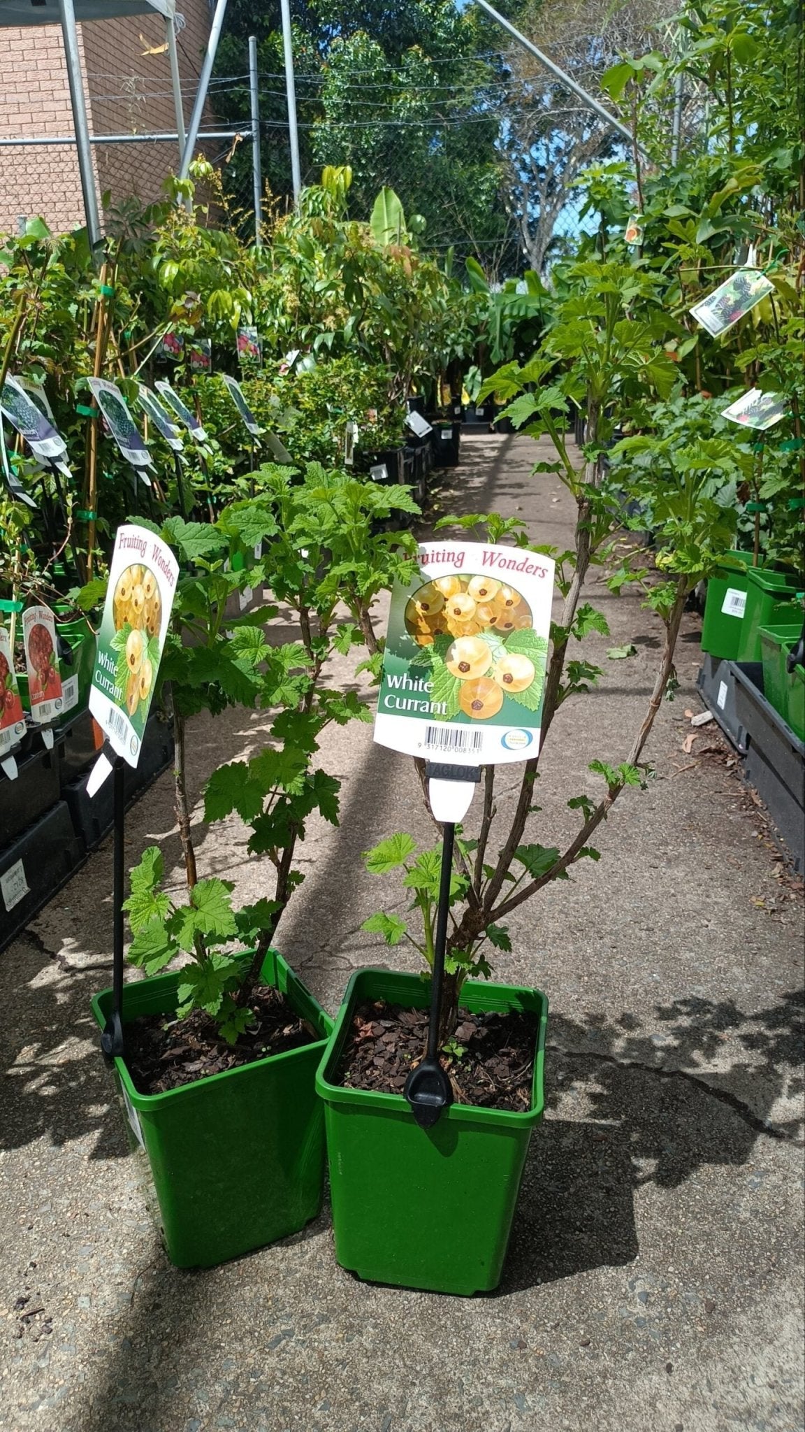 White currant Fruit Tree (ribes rubrum) - Ladybird Nursery