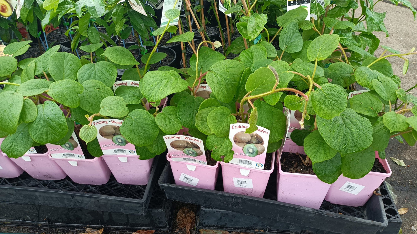Kiwifruit Female