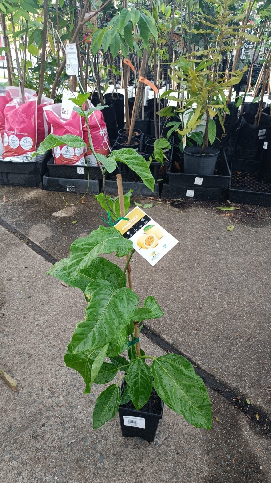 Passionfruit 'Panama Gold' - Ladybird Nursery