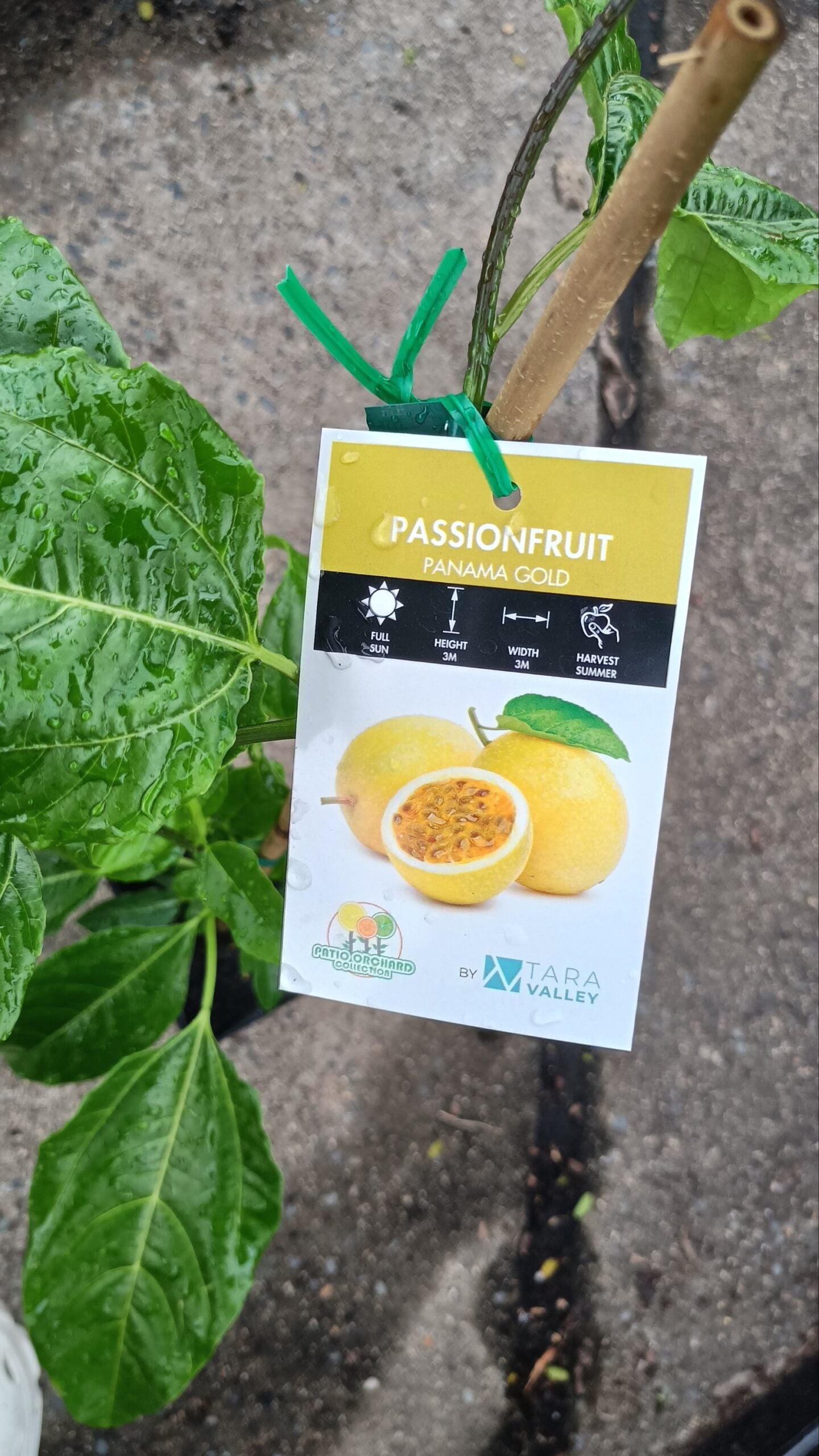 Passionfruit 'Panama Gold'