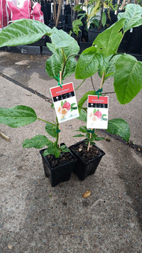 Passionfruit 'Panama Red'