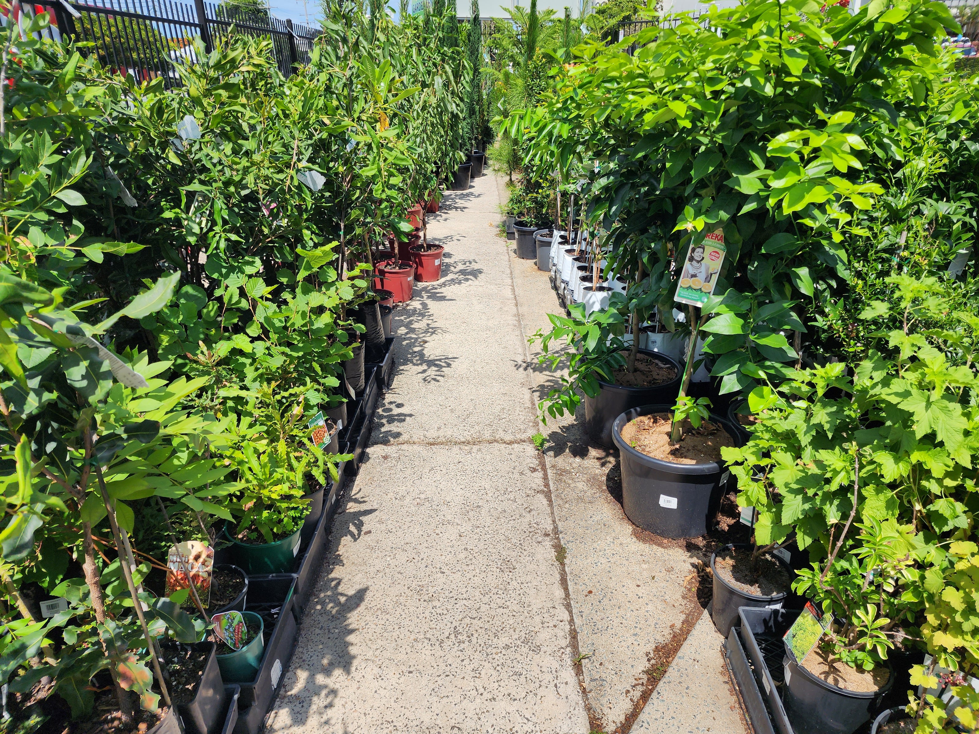Rows of various green potted plants arranged along a concrete pathway under bright sunlight outdoors