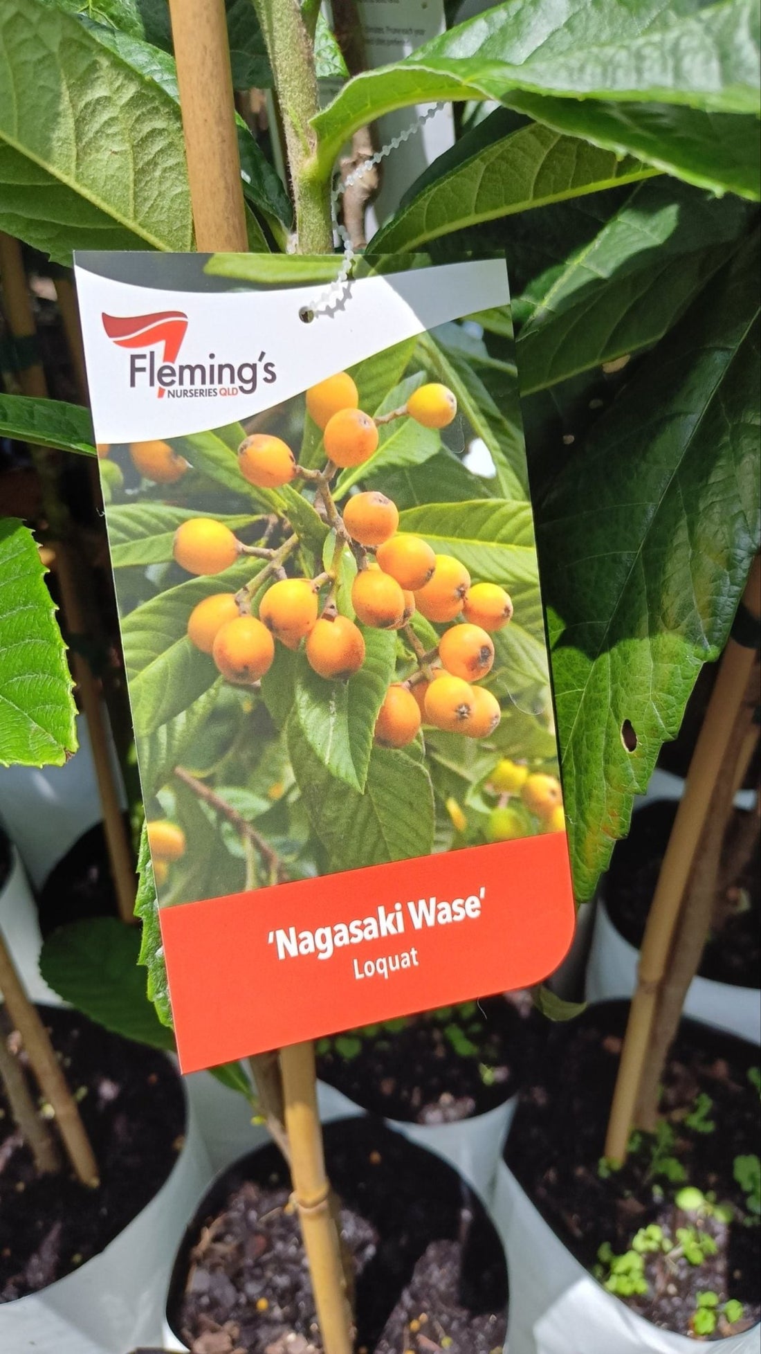 Loquat Nagasakiwase - Ladybird Nursery