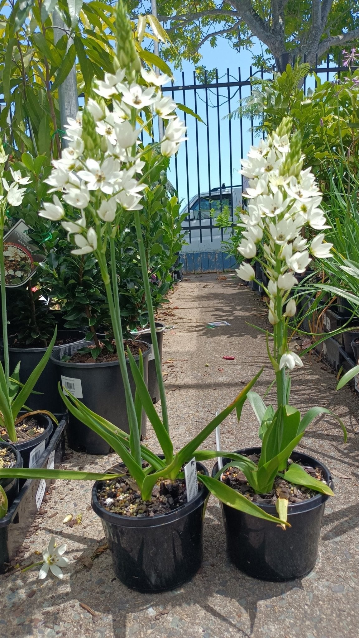 Star of Bethlehem Multi planted (Ornithogalum) - Ladybird Nursery