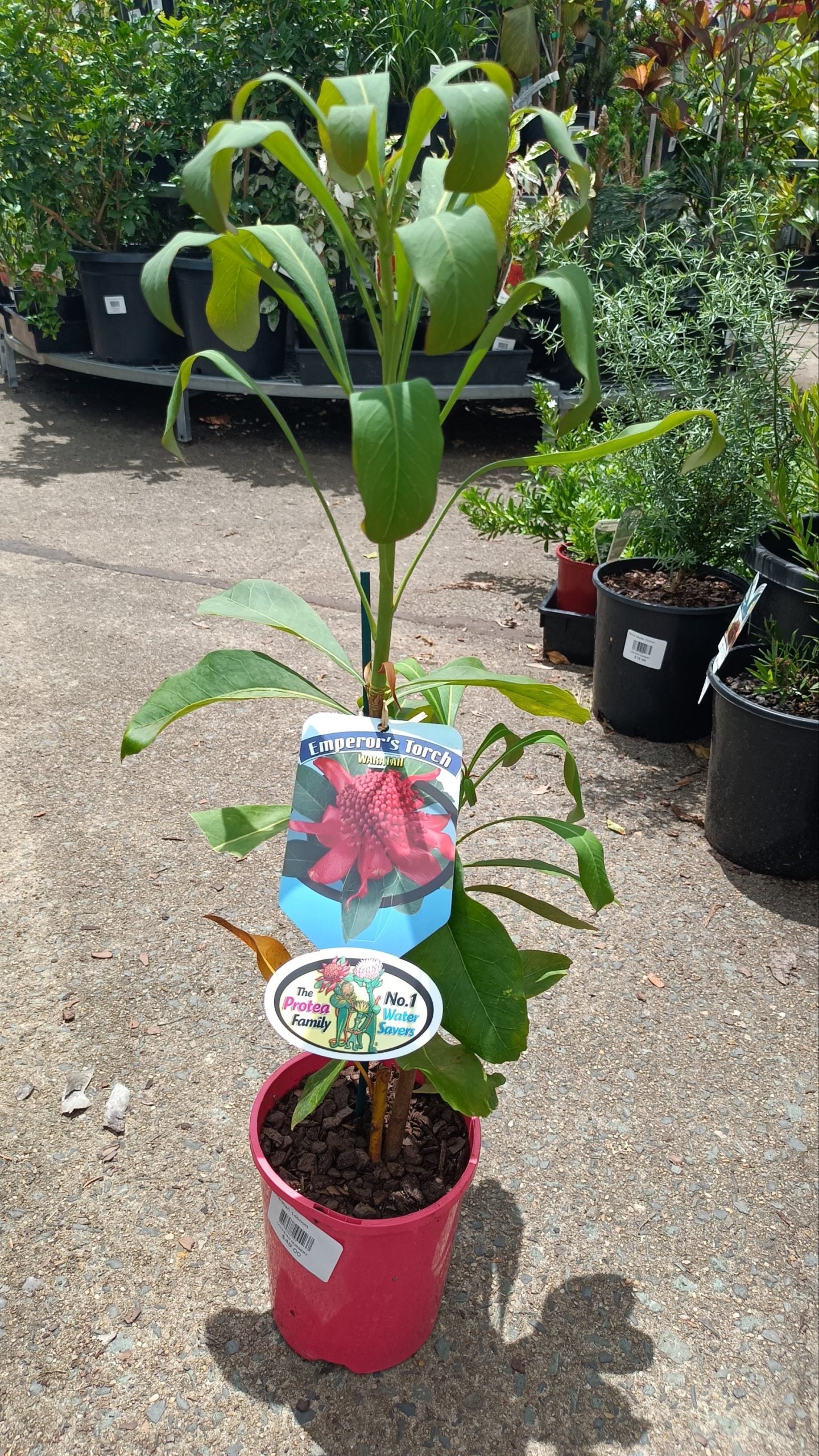 Waratah Emperors Torch (Telopea)