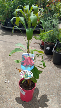 Waratah Emperors Torch (Telopea)