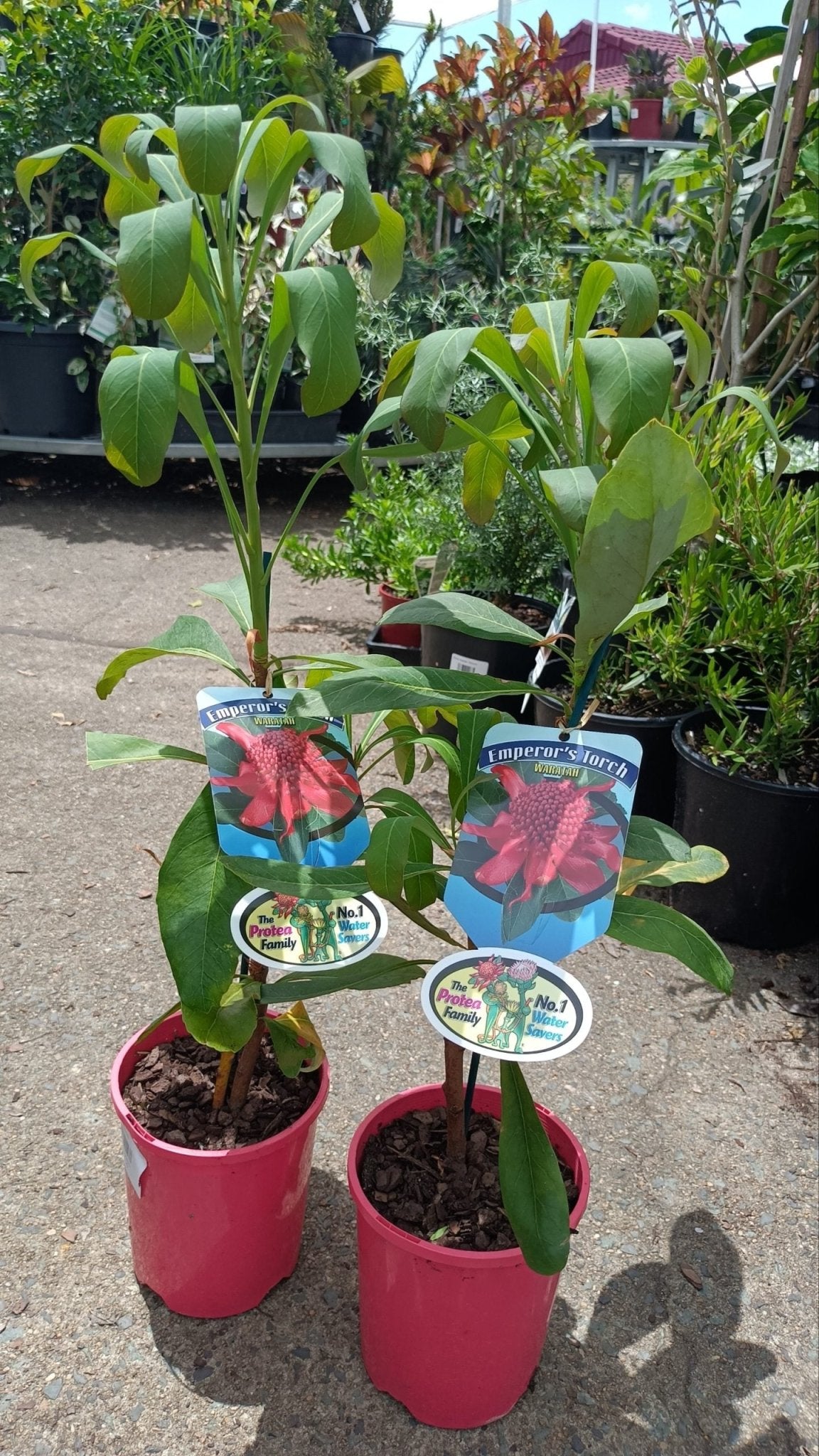 Waratah Emperors Torch (Telopea) - Ladybird Nursery