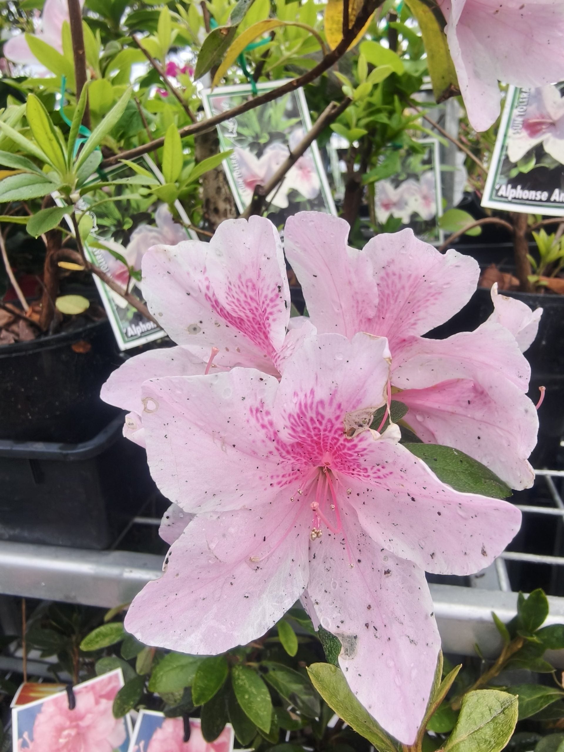 Azalea 'Alphonse Anderson'