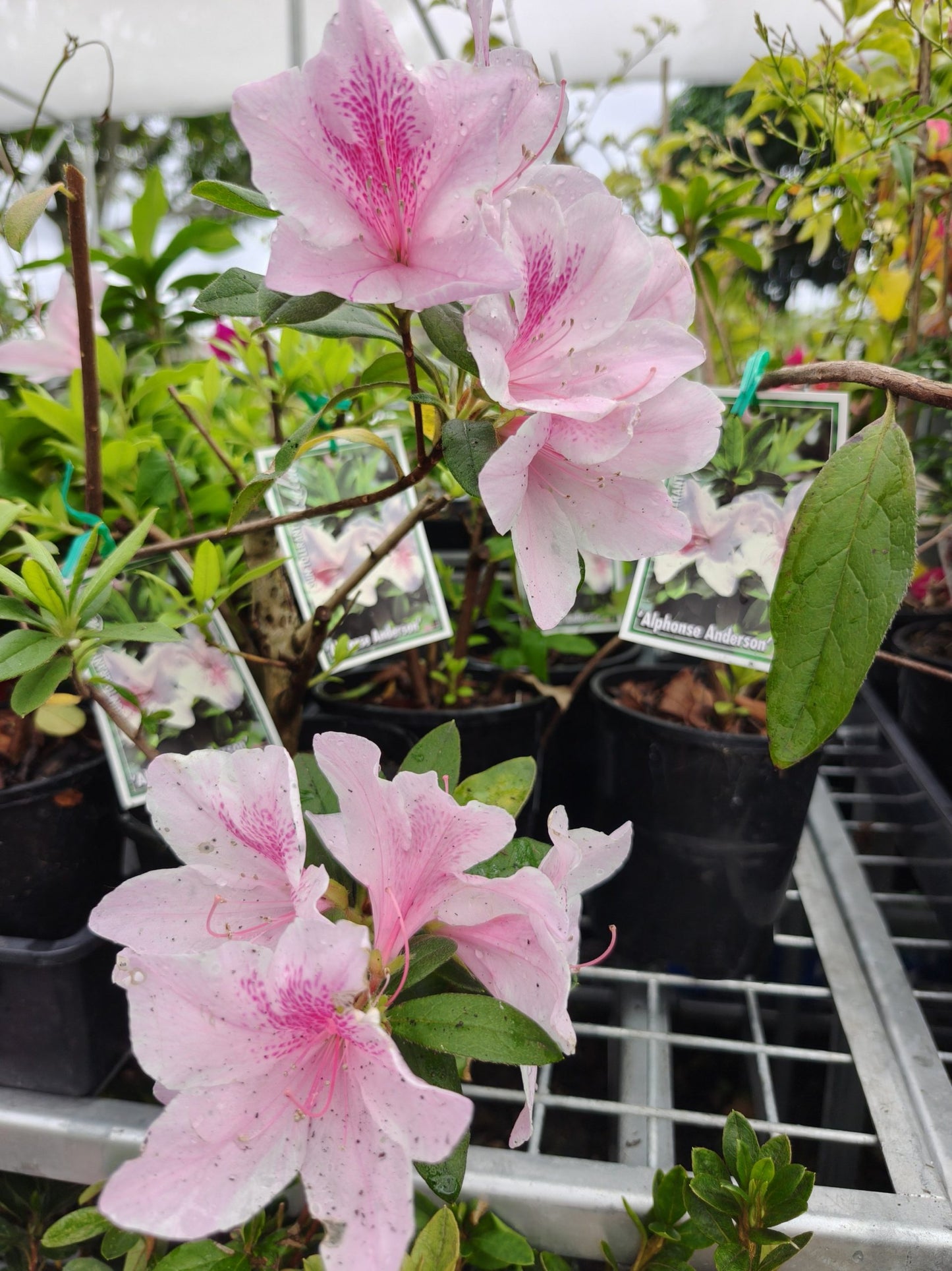 Azalea 'Alphonse Anderson'