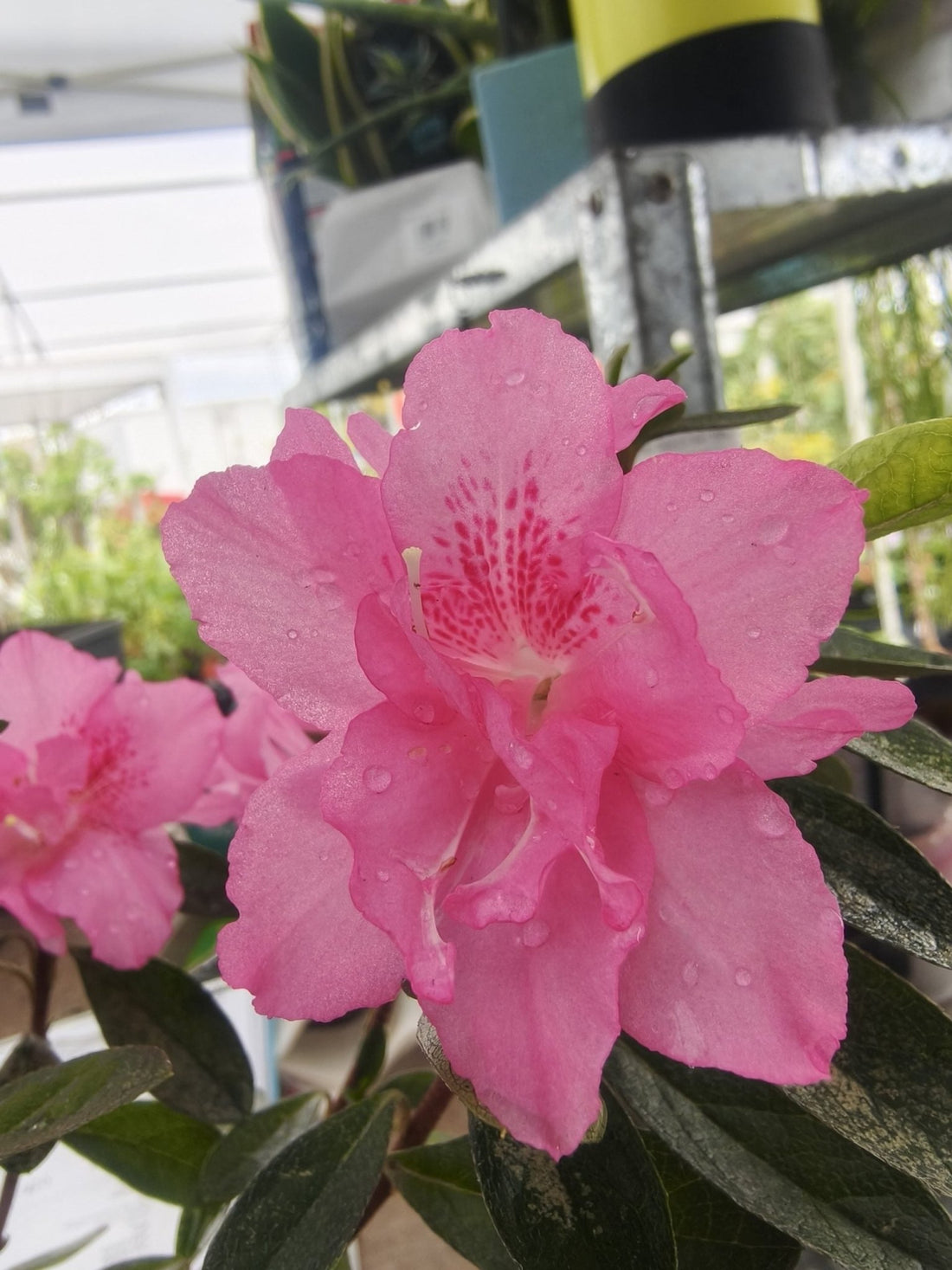 Azalea 'Rose Queen' - Ladybird Nursery