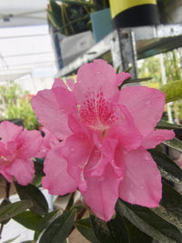 Azalea 'Rose Queen' - Ladybird Nursery