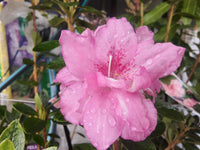 Azalea 'Rose Queen' - Ladybird Nursery