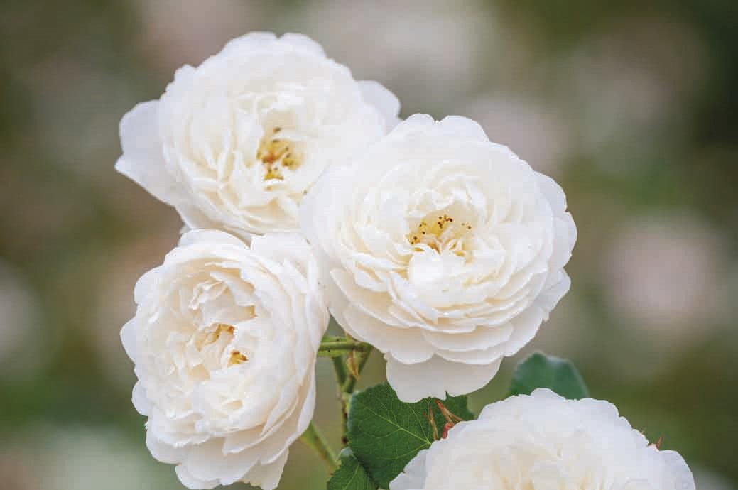 Rose 'William and Catherine' (David Austin)