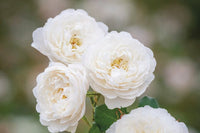 Rose 'William and Catherine' (David Austin)
