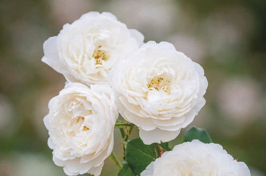 Rose 'William and Catherine' (David Austin)