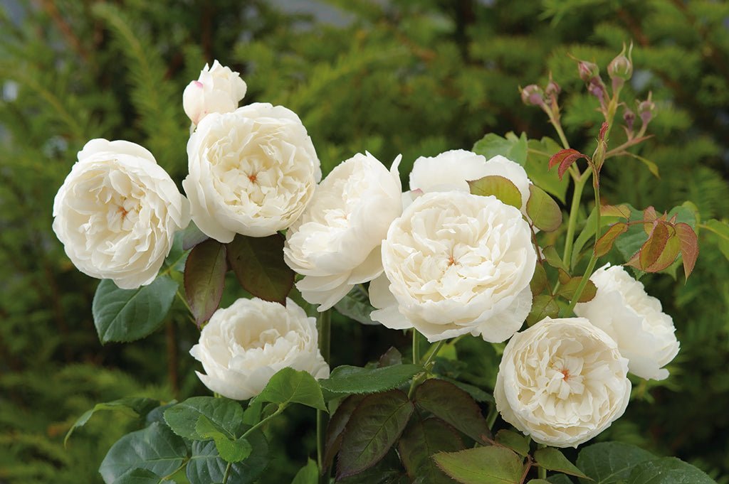 Rose 'William and Catherine' (David Austin) - Ladybird Nursery