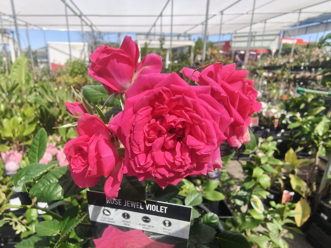 Rose Jewel Miniature Violet (Rosa) - Ladybird Nursery