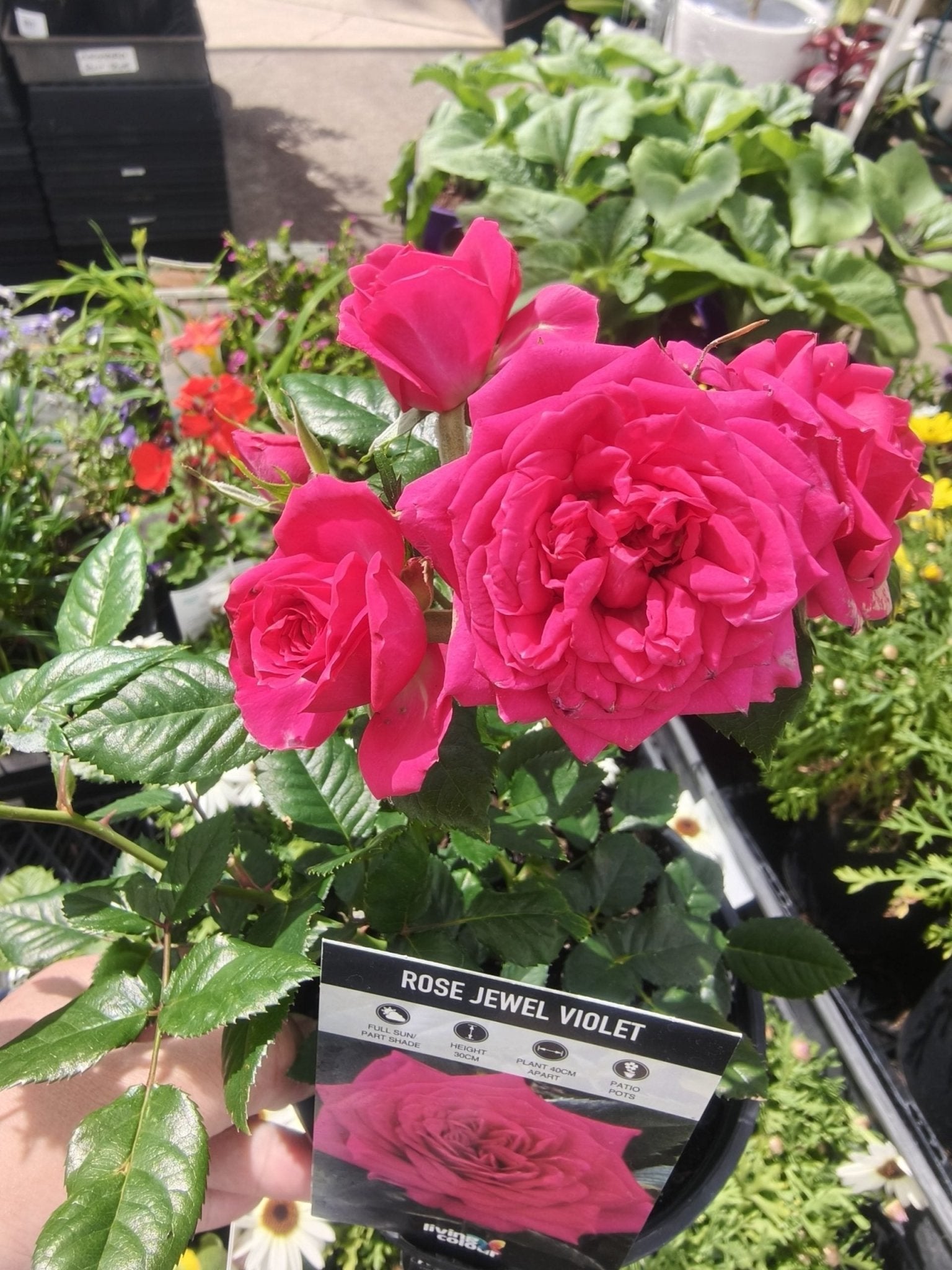 Rose Jewel Miniature Violet (Rosa) - Ladybird Nursery