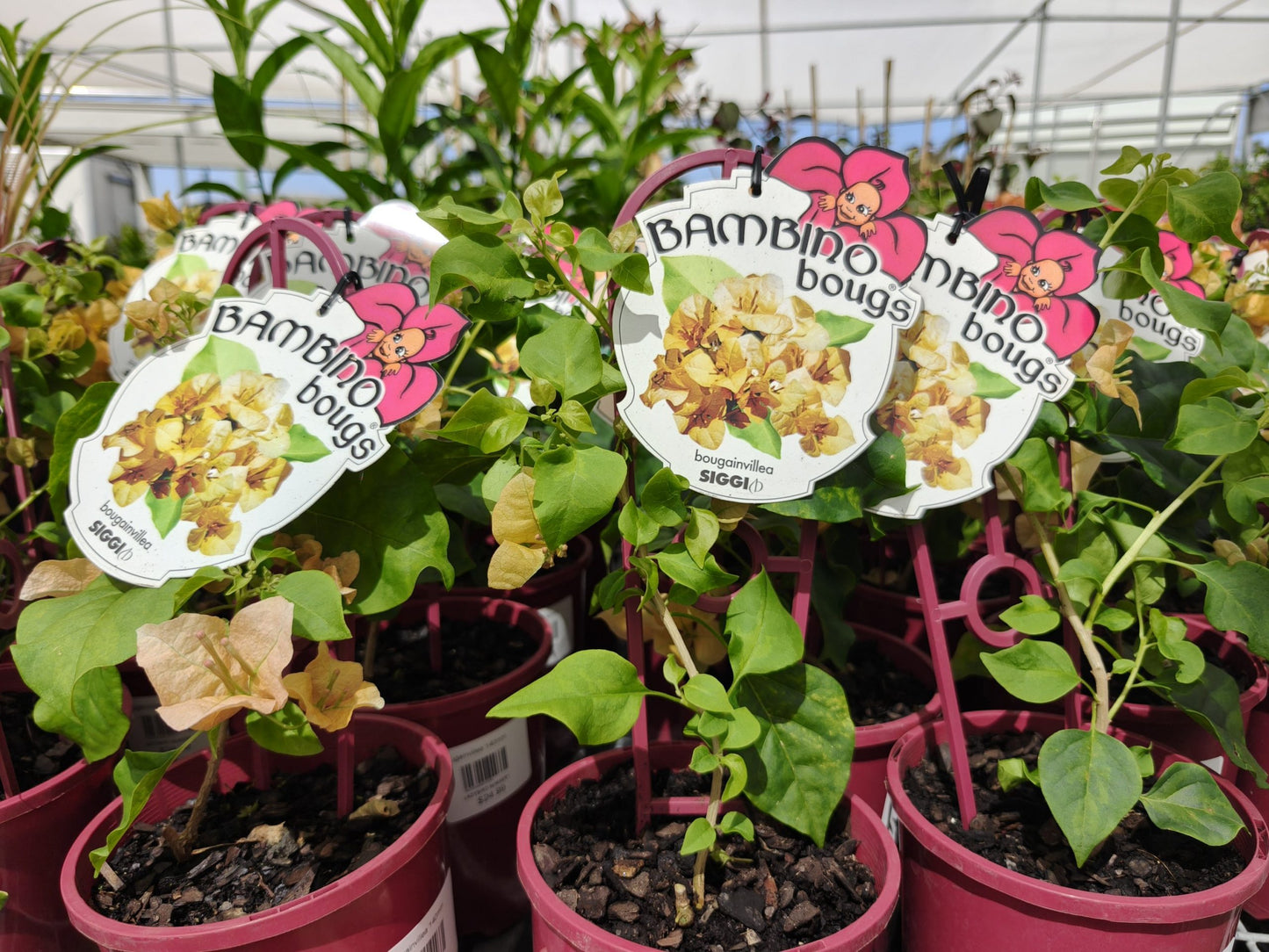 Bambino Bougainvillea Siggi