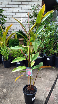 Etlingera elatior (Red Torch Ginger)