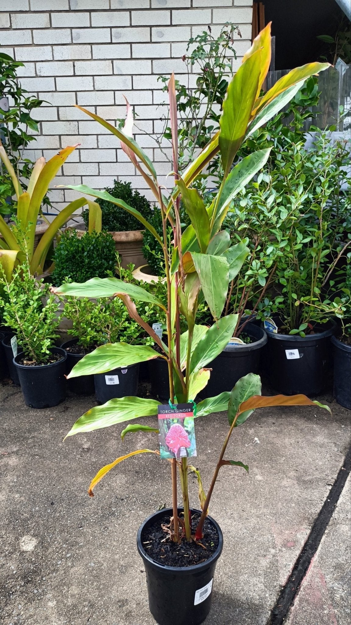 Etlingera elatior (Red Torch Ginger) - Ladybird Nursery