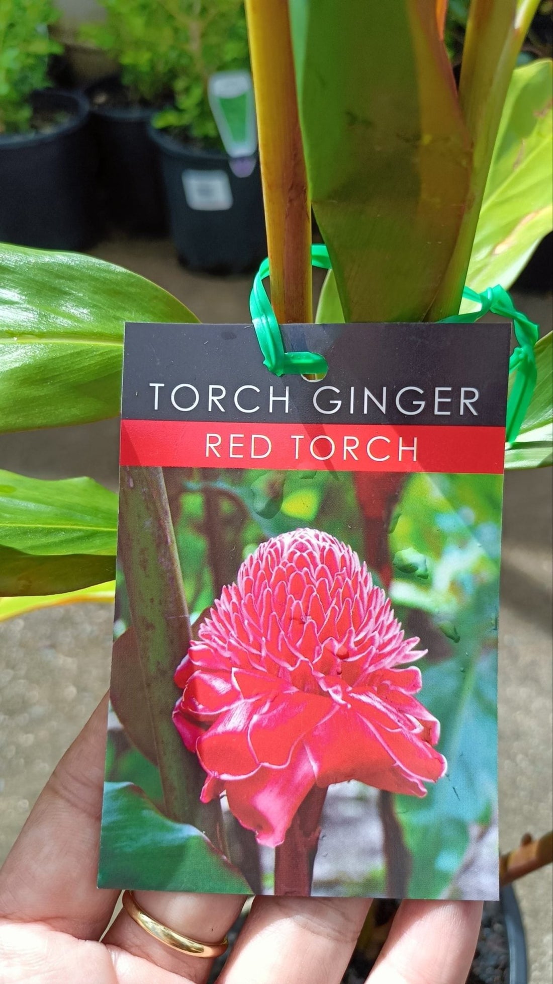 Etlingera elatior (Red Torch Ginger) - Ladybird Nursery