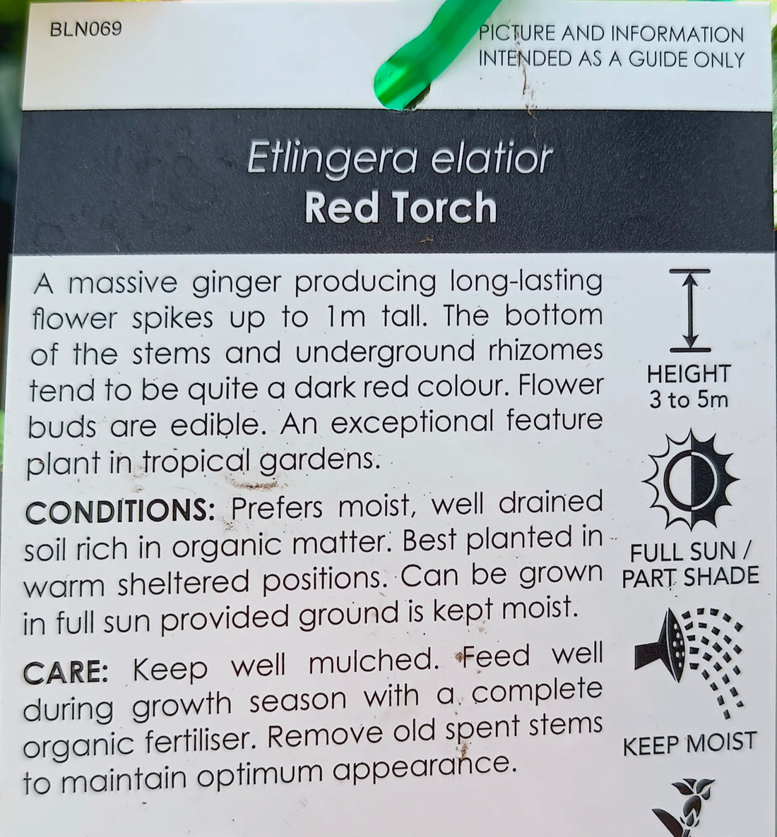 Etlingera elatior (Red Torch Ginger) - Ladybird Nursery